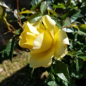 Meet your Posher, Lynne